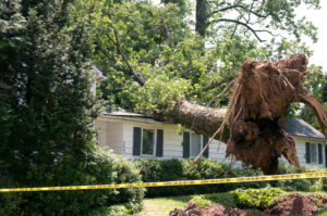 Uprooted Tree