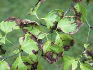 North County Tree Disease Control 