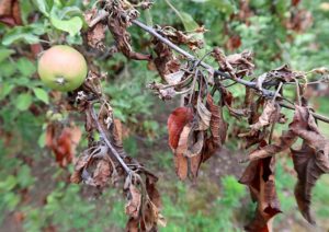 North County Tree Disease Control 