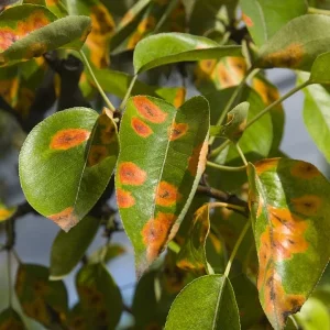 North County Tree Disease Control 