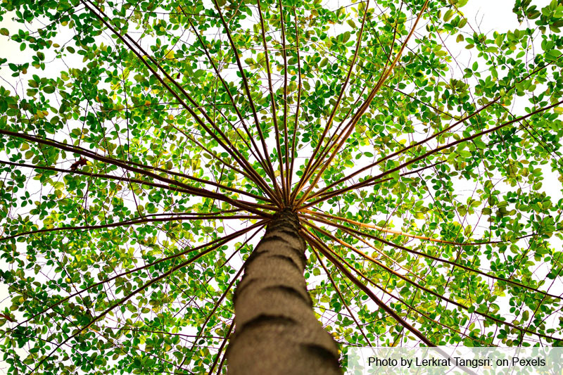 Certified Arborist, San Diego tree trimming