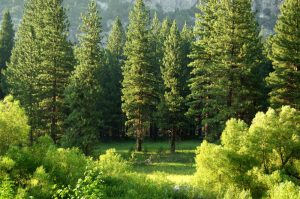ISA-certified arborist, drought-tolerant trees