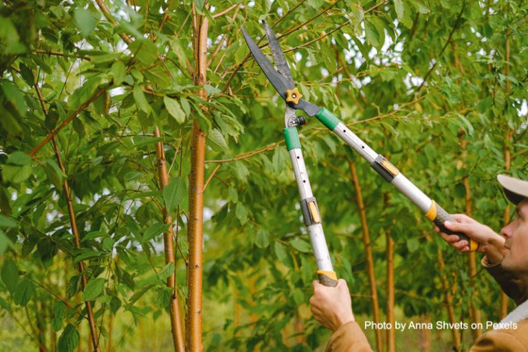 Pruning and Trimming Trees A Complete Guide