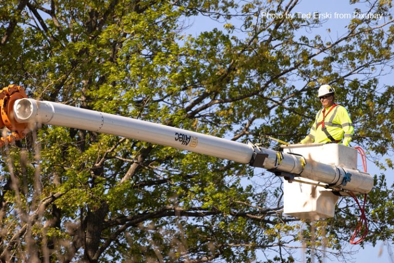 Tree services San Diego, tree services