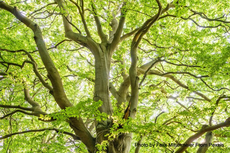 Winter tree care, certified arborists