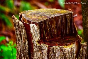 Stump removal, certified arborist