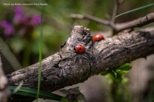 Summer tree care, tree maintenance, tree pests