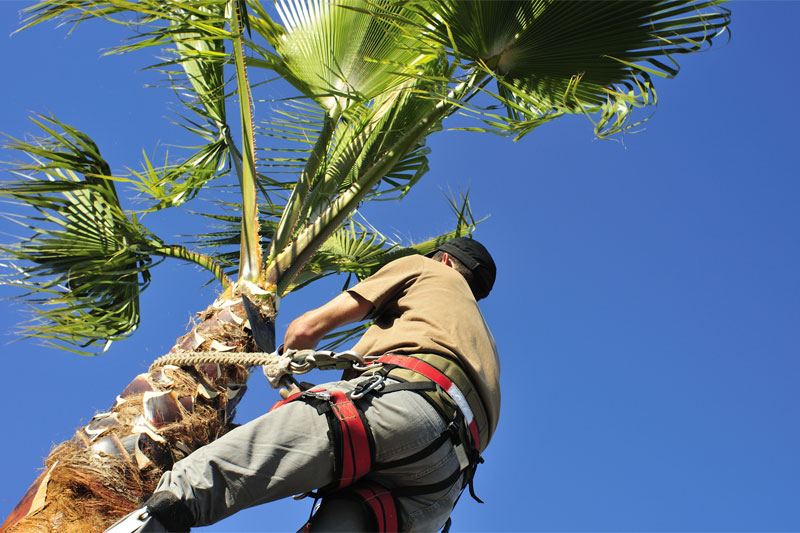 Tree Trimming & Pruning