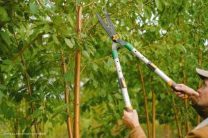 importance of ISA Certified Arborists, tree care professionals, tree maintenance, tree service benefits, ISA Certified Arborist vs. tree service