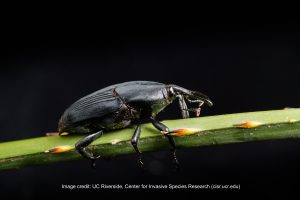 Close-up of South American Palm Weevil (Rhynchophorus palmarum) on a palm frond. Image credit: UC Riverside, Center for Invasive Species Research.