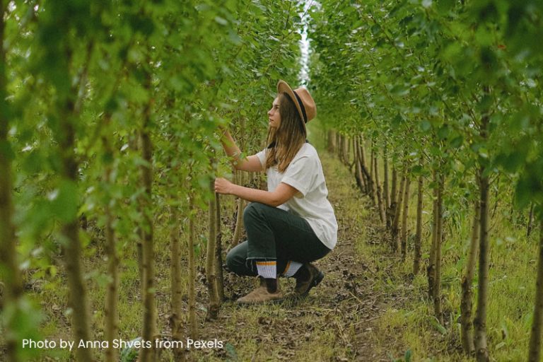 San Diego tree care, drought tree preservation, watering trees in drought, arborist Escondido, Poway tree service