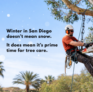 Tree Barber Winter Tree Care