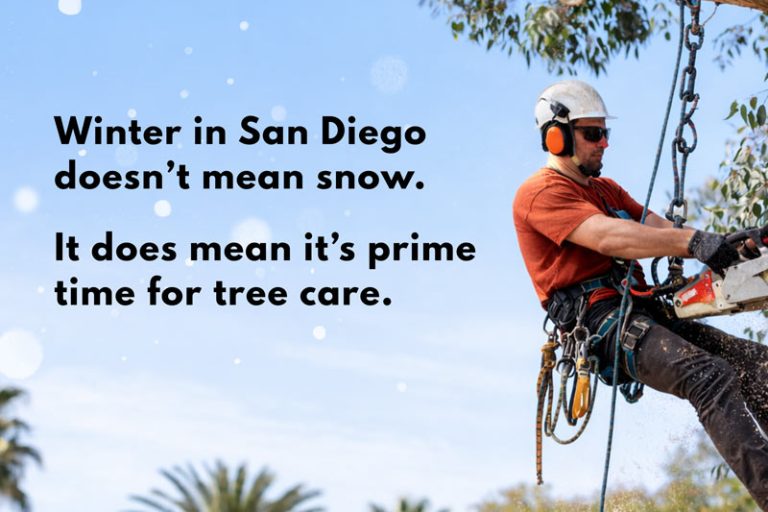 Winter Tree Care in San Diego