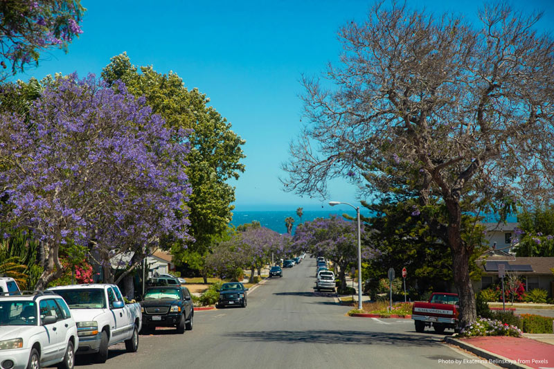 trees that survive drought, San Diego landscape trees, resilient trees for dry areas, water-saving trees, sustainable landscaping