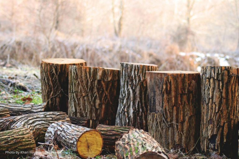 Tree stump solutions, Yard maintenance tips, Stump removal process, Stump grinding benefits, Tree care advice