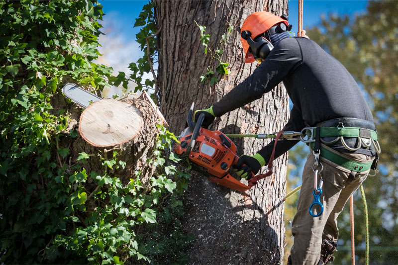 Tree removal, tree maintenance, safety hazards