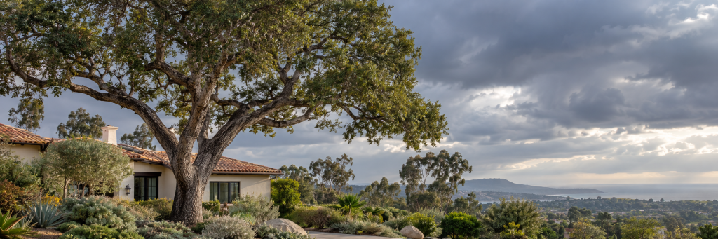 El Niño tree preparation in North County San Diego