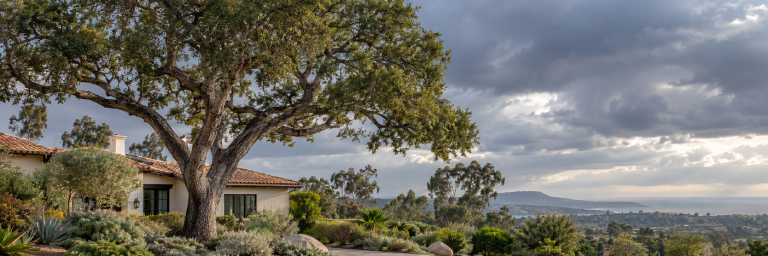 El Niño tree preparation in North County San Diego